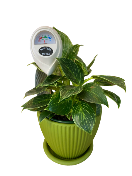 Moisture/Water Meter - White