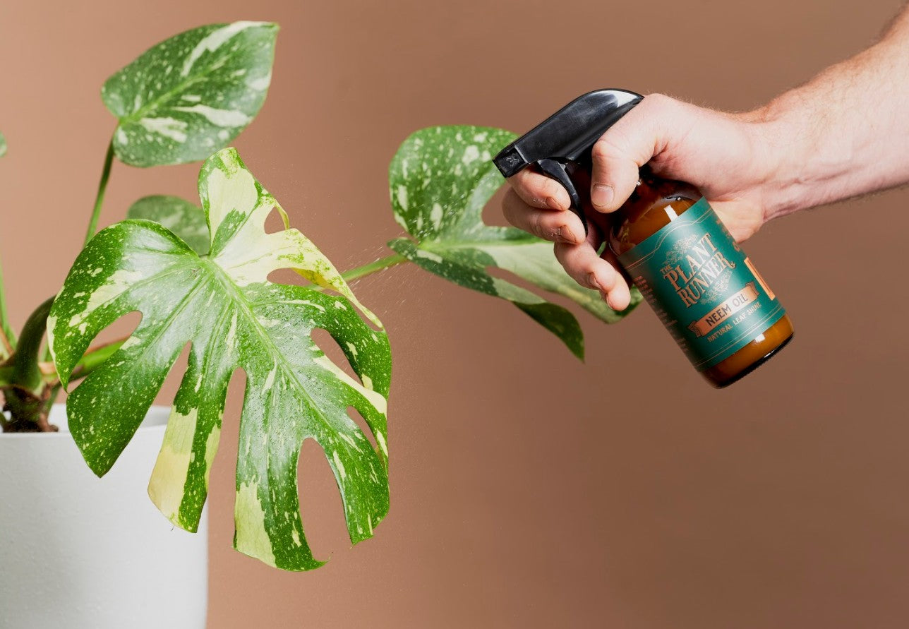 The Plant Runner Neem Oil Leaf Shine
