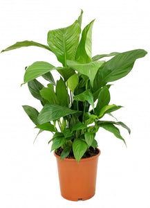 Peace Lily / Spathiphyllum 12cms