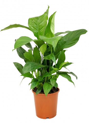 Peace Lily / Spathiphyllum 12cms