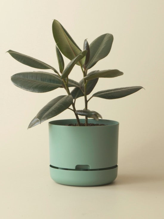Mr Kitly Self Watering Pots - 250mm