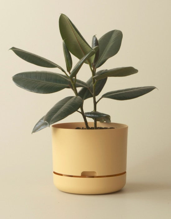 Mr Kitly Self Watering Pots - 250mm