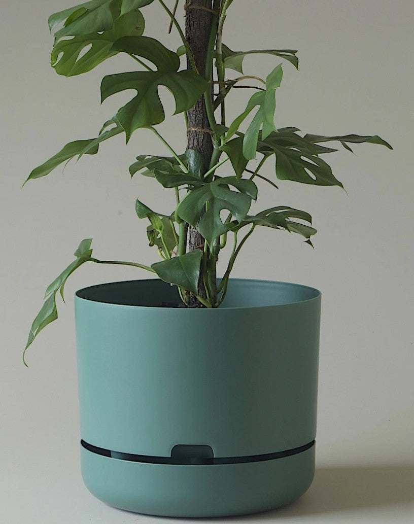 Mr Kitly Self Watering Pots - 300mm