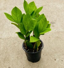 Zanzibar Zenzil 10cm Pot