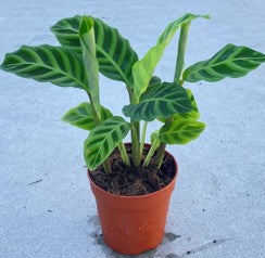 Calathea Zebrina 120mm