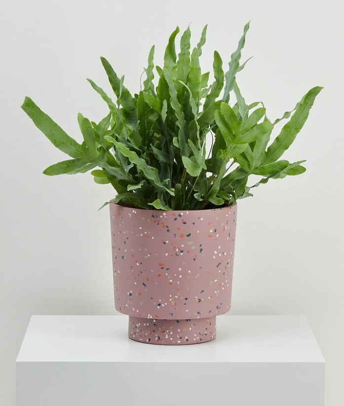 Terrazzo Banjo Pot - Musk Terrazzo