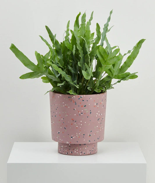 Terrazzo Banjo Pot - Musk Terrazzo