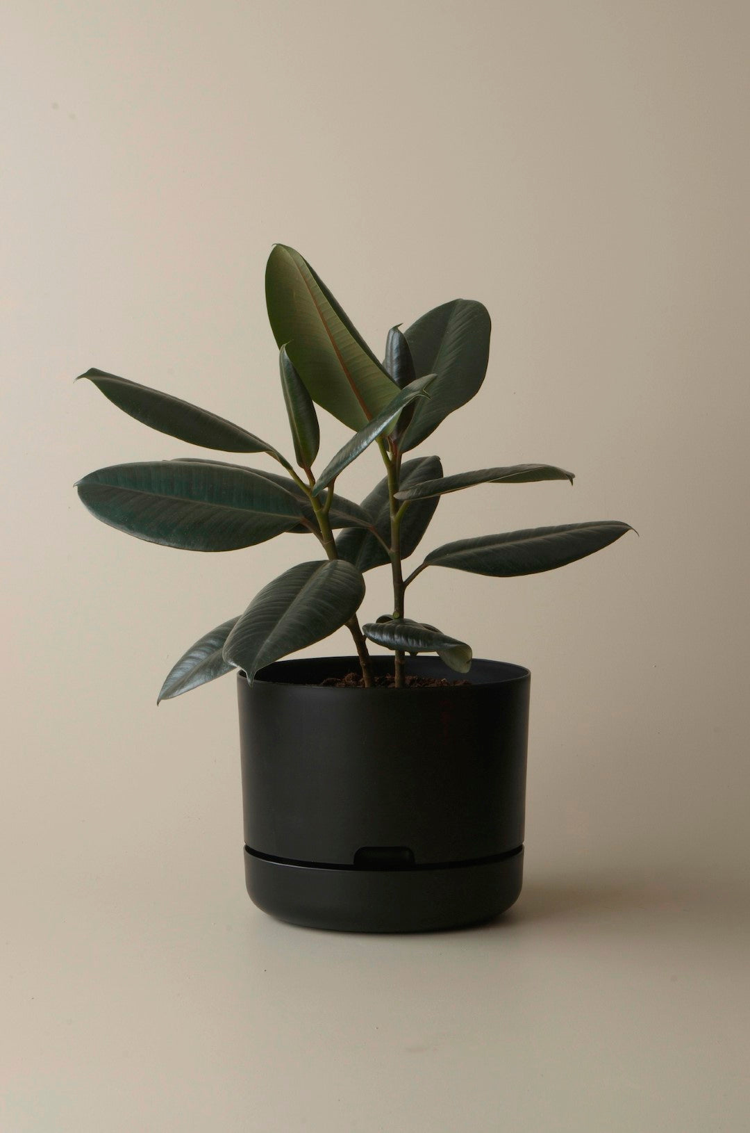 Mr Kitly Self Watering Pots - 250mm