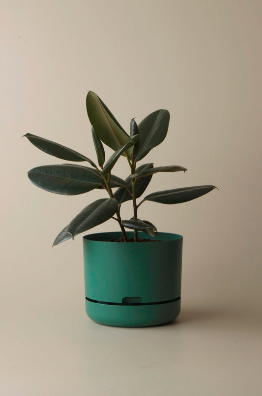 Mr Kitly Self Watering Pots - 250mm