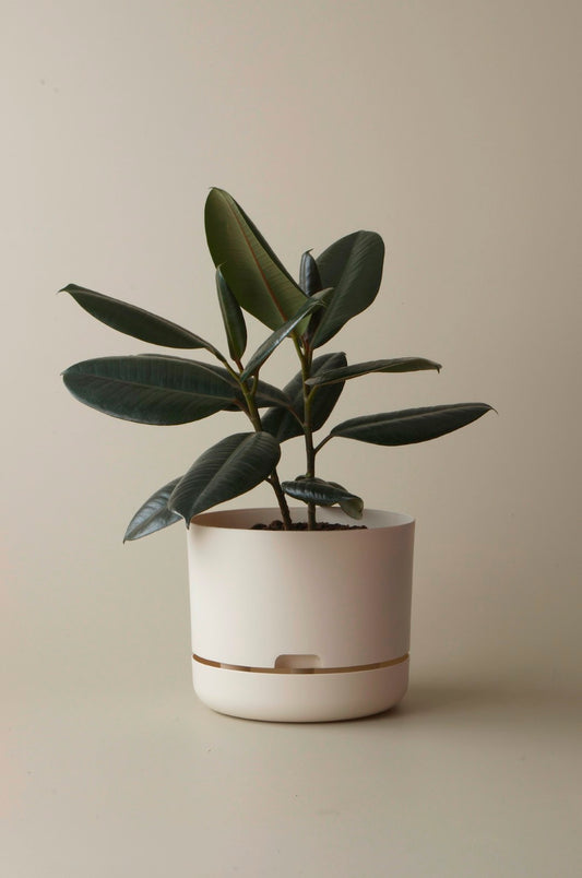 Mr Kitly Self Watering Pots - 250mm