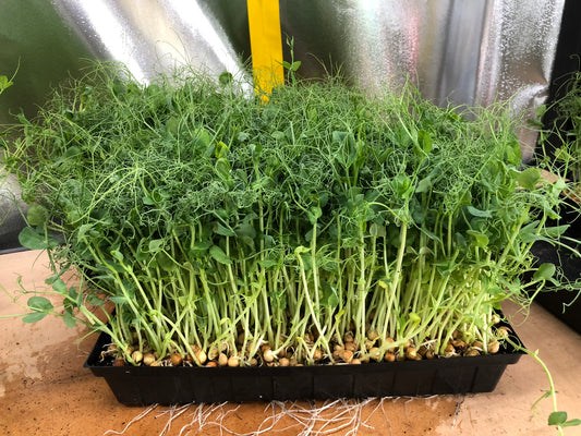 SNOW PEA - Punnet - GROWN TO ORDER !
