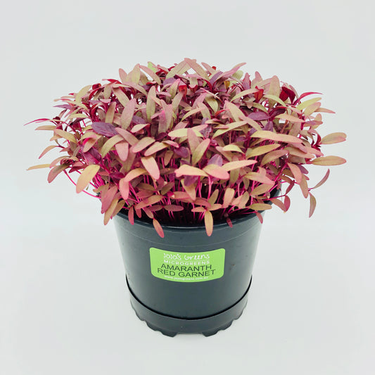 AMARANTH - Red Garnet - Live