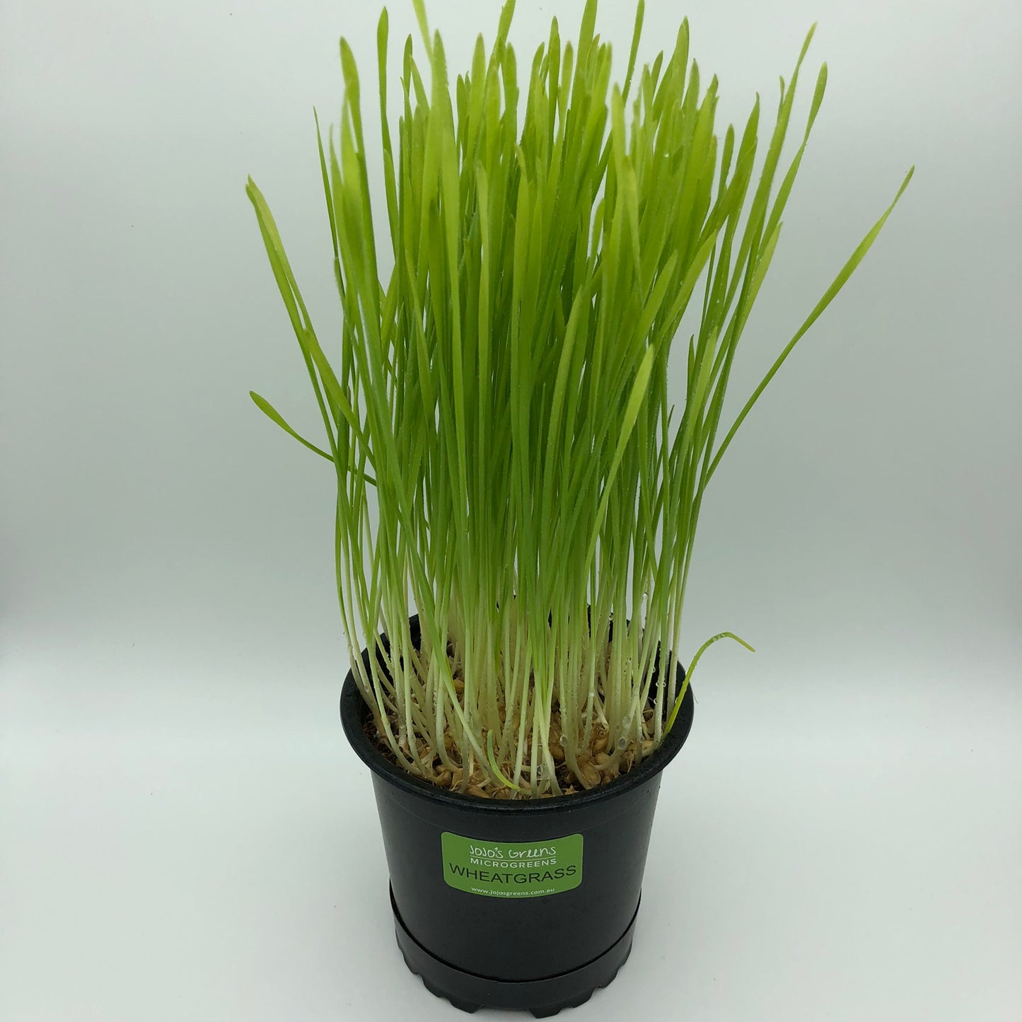 WHEATGRASS - Live