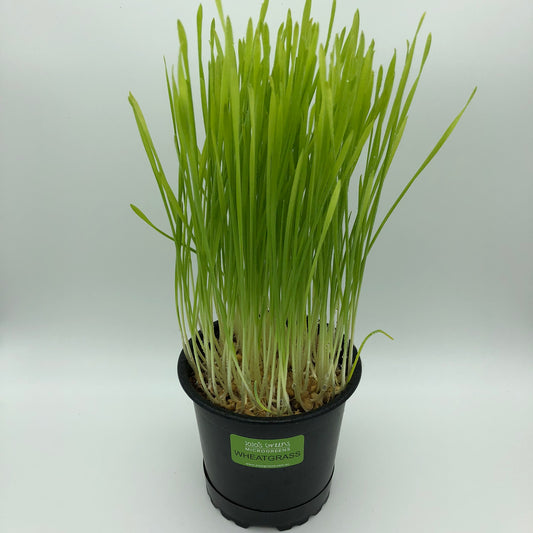 WHEATGRASS - Live