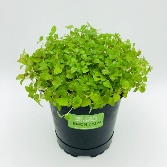 LEMON BALM - Live