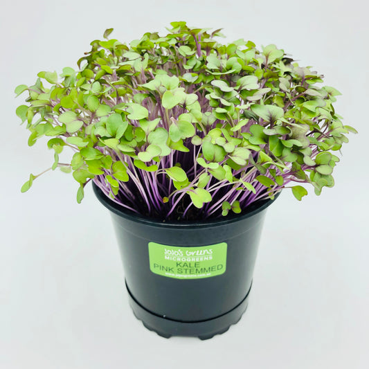 KALE - Pink Stemmed - Live