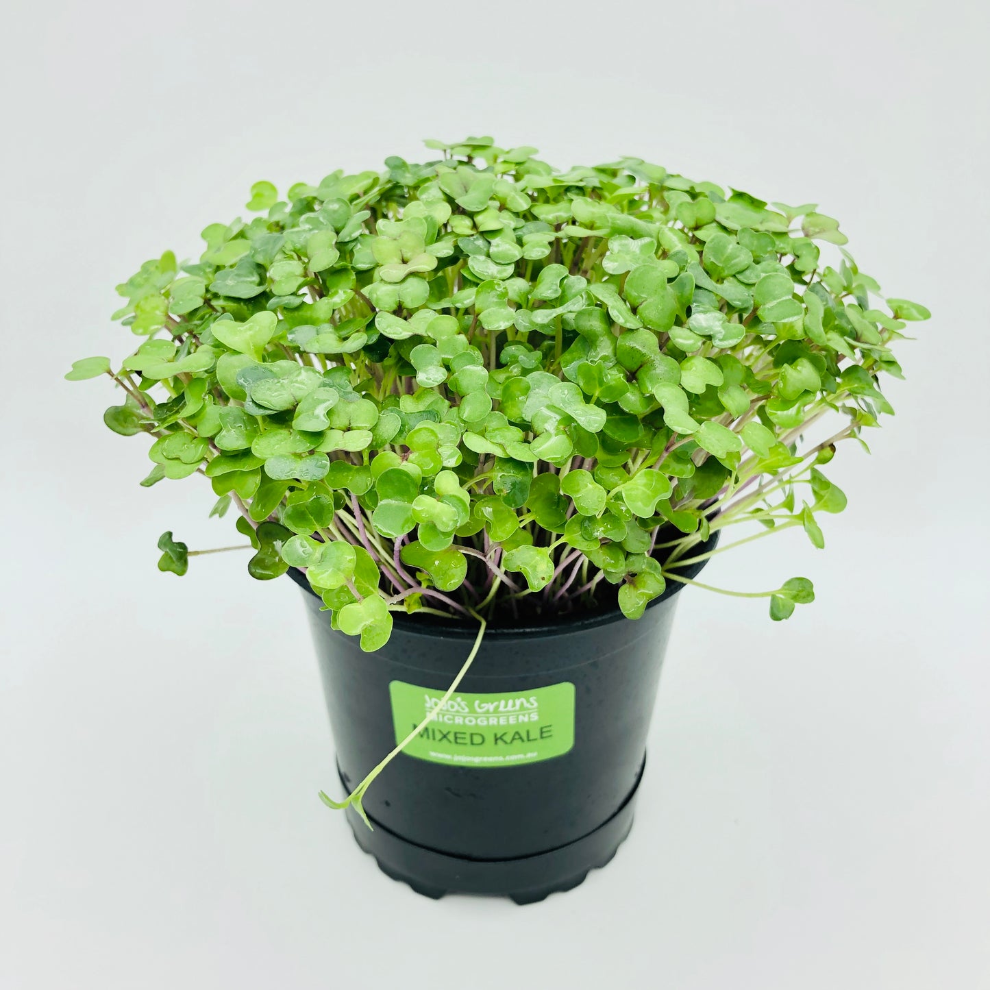 KALE - Mixed - Live