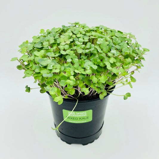 KALE - Mixed - Live