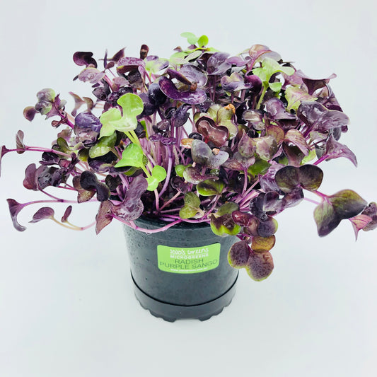 RADISH - Purple Sango - Live