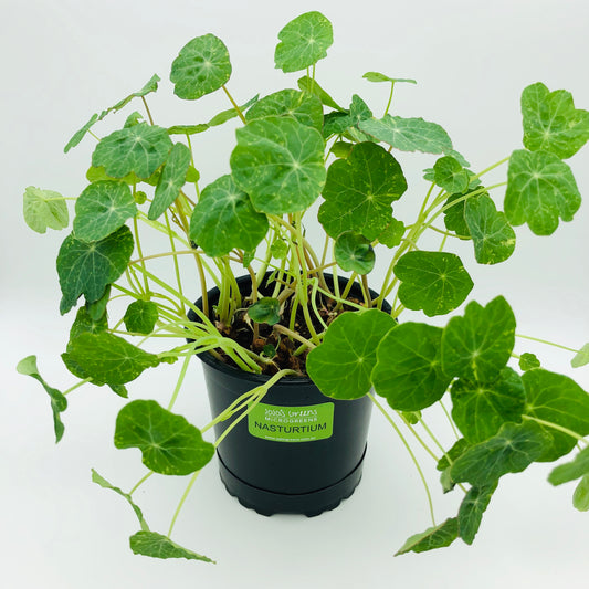 NASTURTIUM - Alaska or Blue Pepe - Live