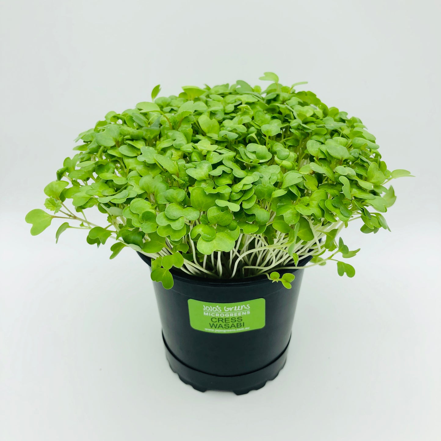 MUSTARD - Wasabi Cress - Live