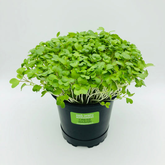 MUSTARD - Wasabi Cress - Live