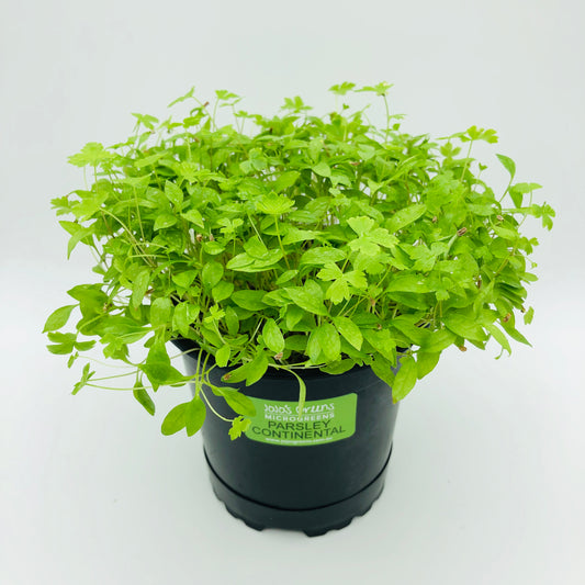 PARSLEY - Continental - Live
