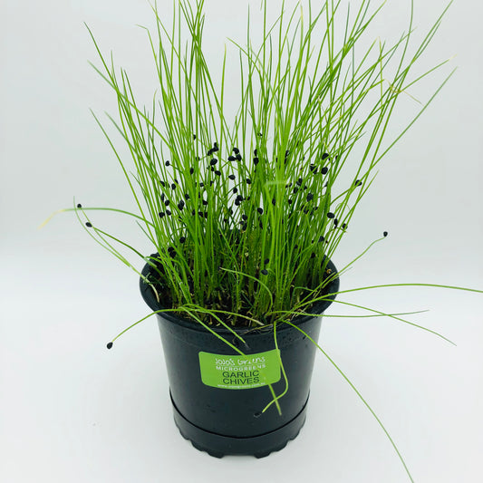 GARLIC CHIVES - Live