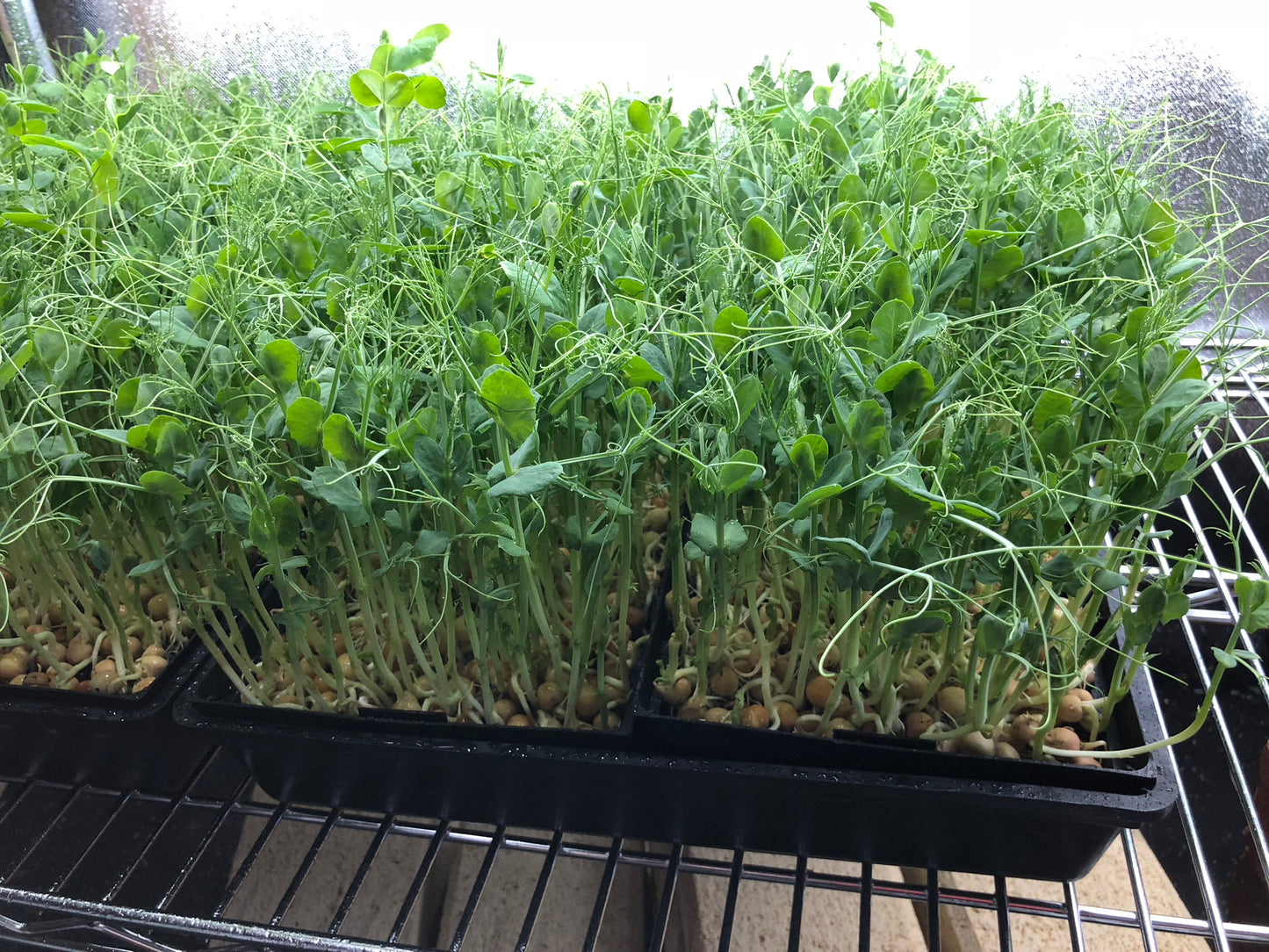 SNOW PEA - Punnet - GROWN TO ORDER !