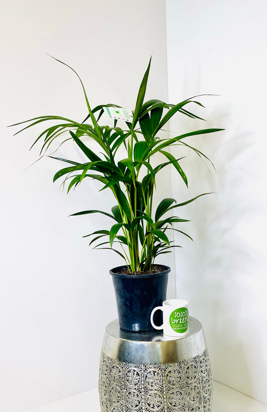 Kentia Palm 20cm Pot