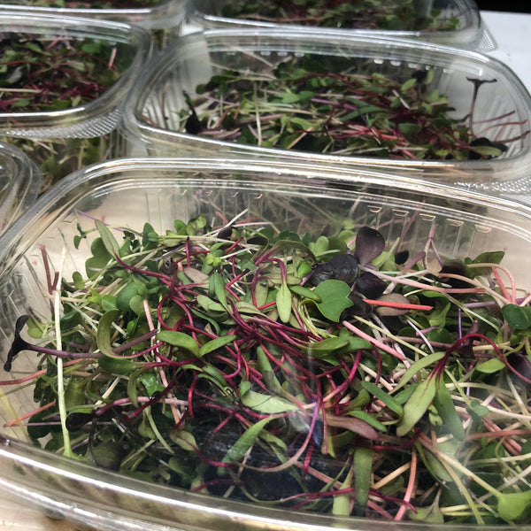Fresh Cut Microgreen Confetti Salad