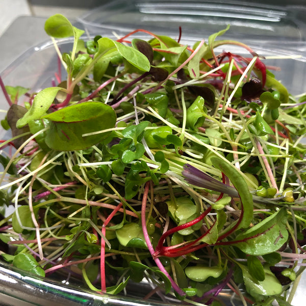 Fresh Cut Microgreen Confetti Salad