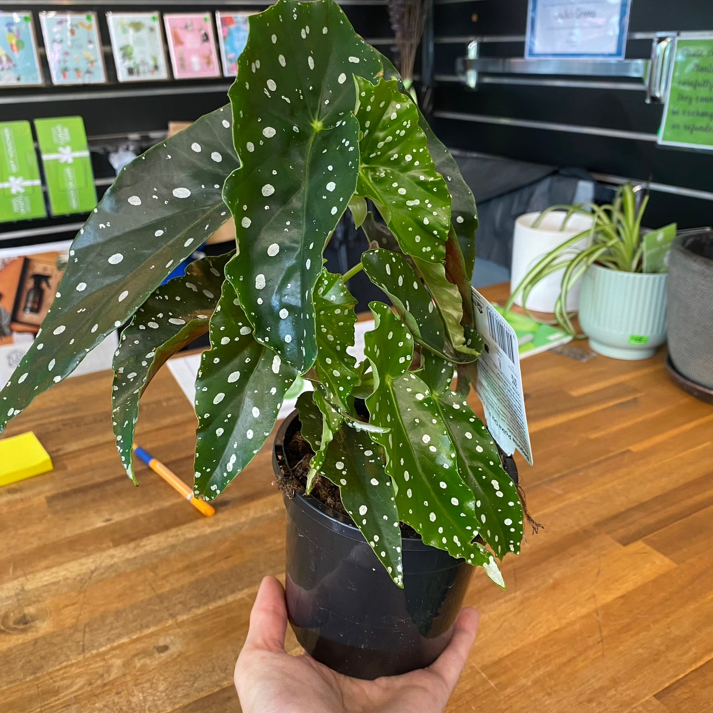 Begonia Maculata 130mm - Flowering