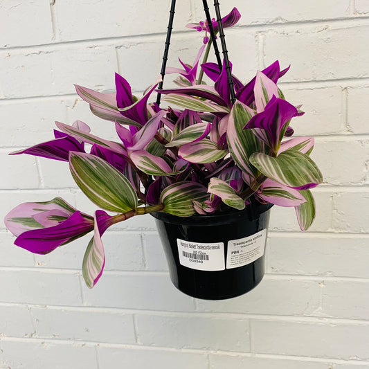 Tradescantia Nanouk PBR 150mm hanging basket
