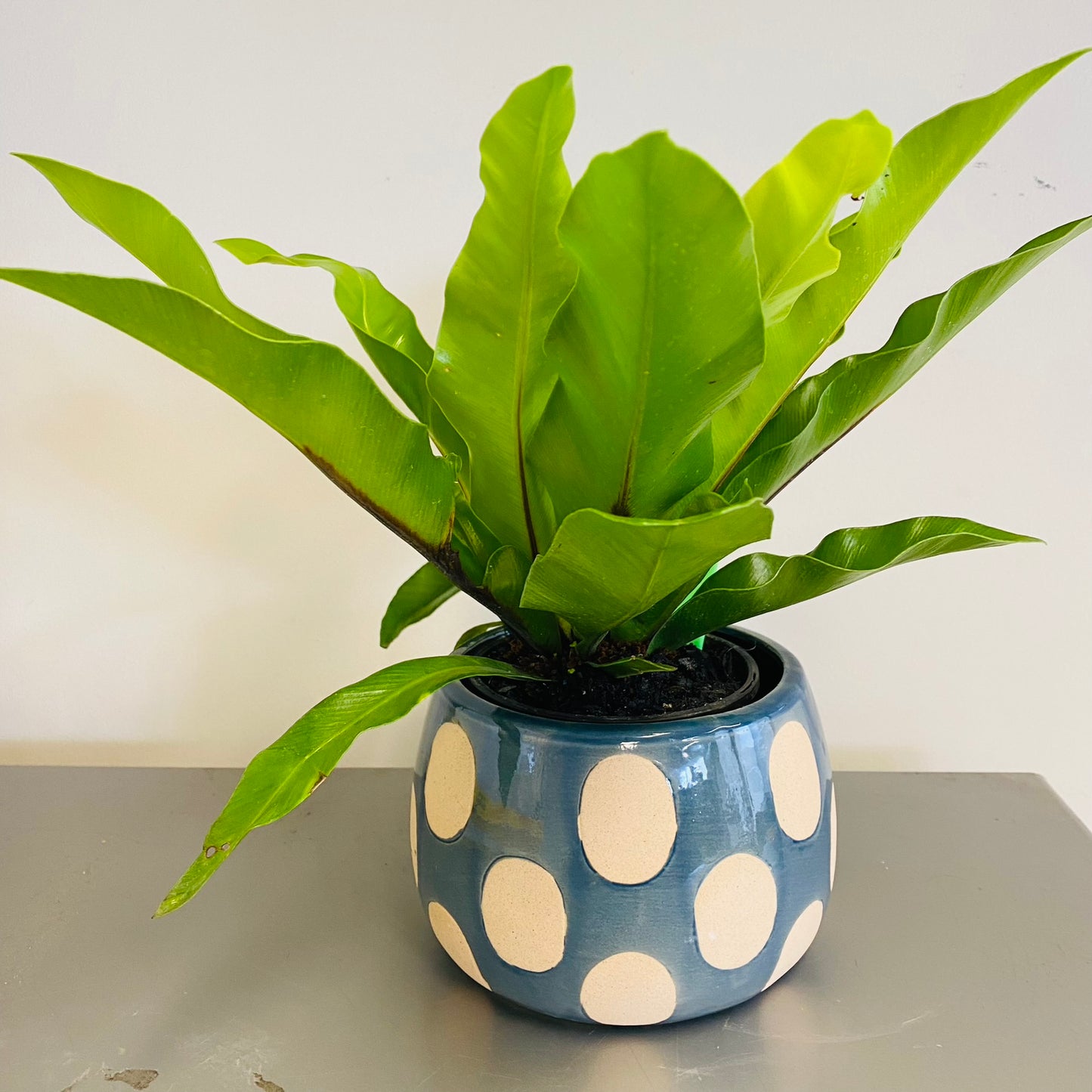 Curtis Ceramic Pot - Royal Blue