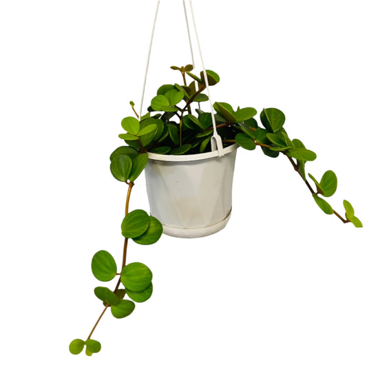 Peperomia Hope 13cm