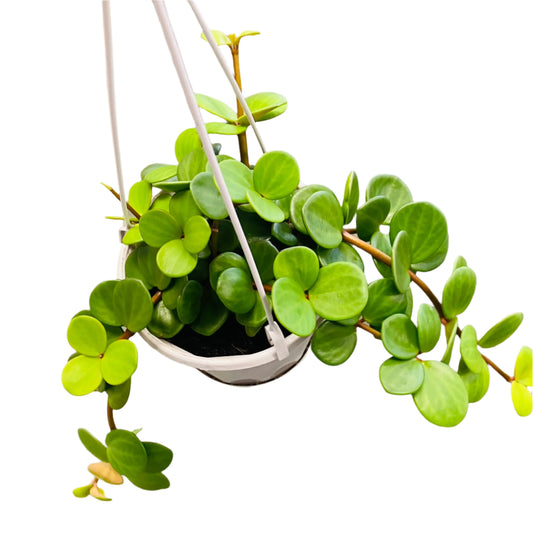 Peperomia Hope 13cm