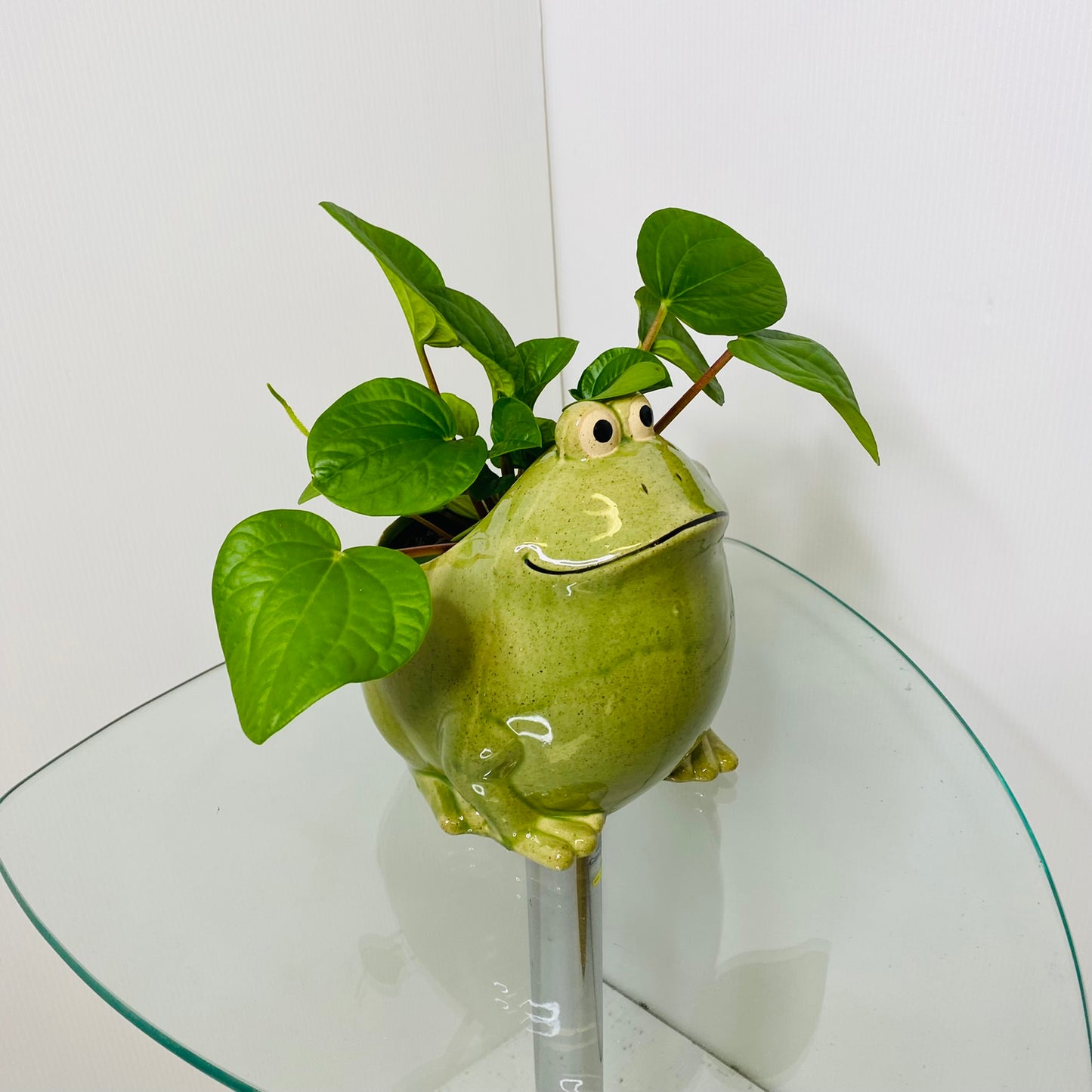 Frog Planter Green Large 16cms
