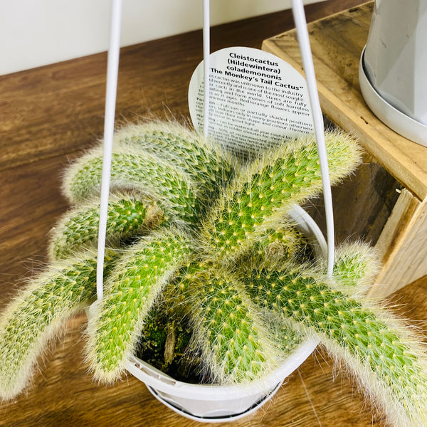 Monkey Tail Cactus