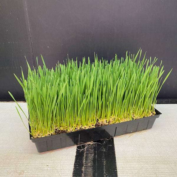PET GRASS - Punnet - GROWN TO ORDER - PICKUP in 7 DAYS !