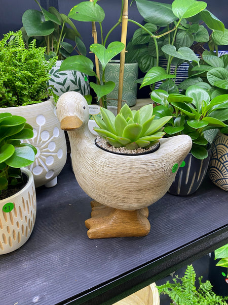 Duck Planter