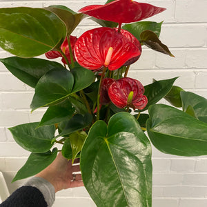 Anthurium 140mm