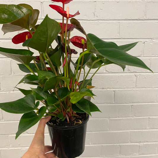Anthurium 140mm