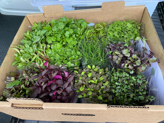 Wholesale Mixed Box Microgreens