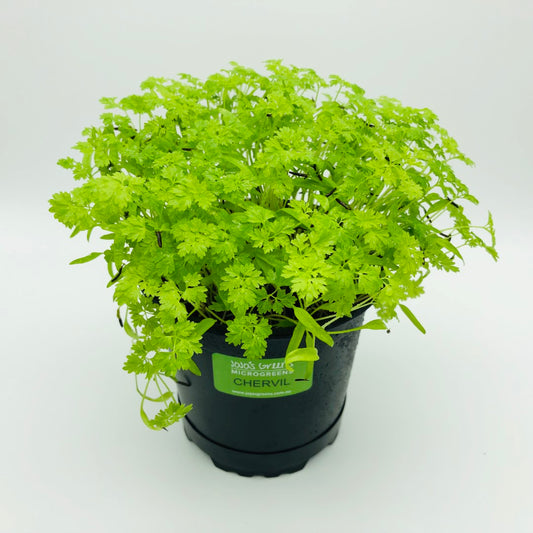 CHERVIL - Live