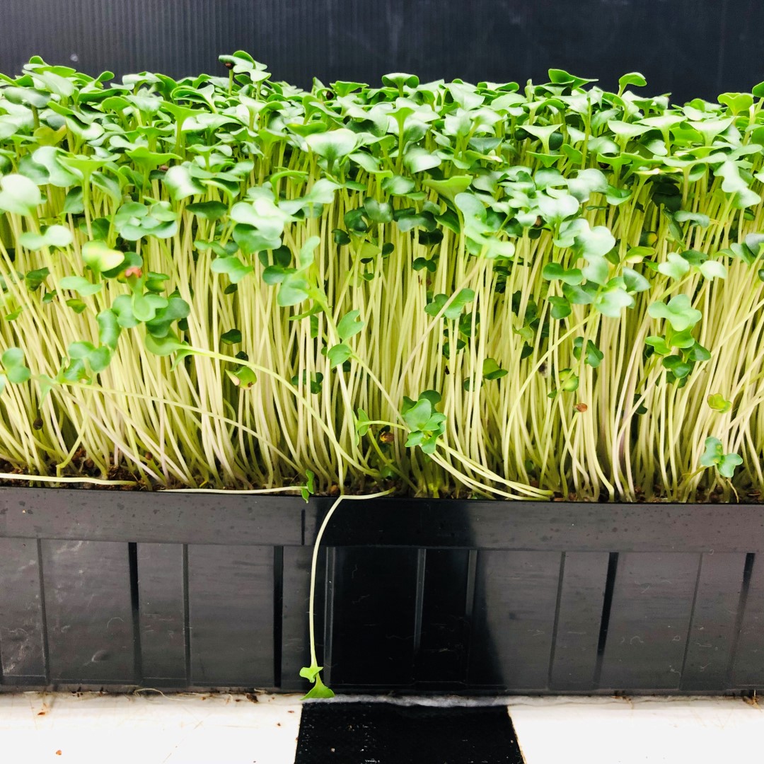 BROCCOLI - Punnet - GROWN TO ORDER !