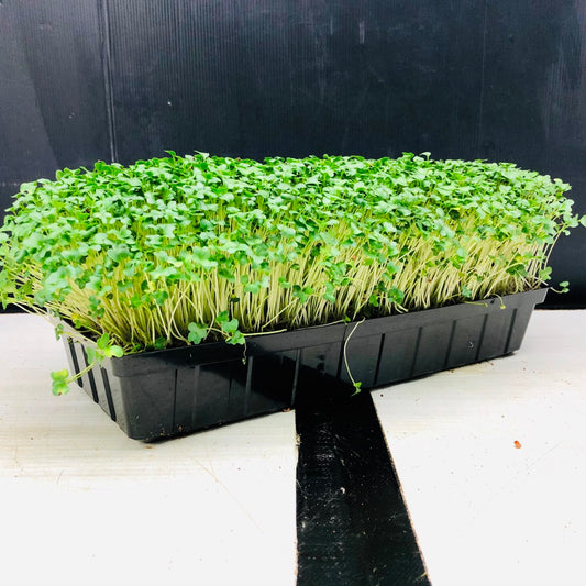 BROCCOLI - Punnet - GROWN TO ORDER !