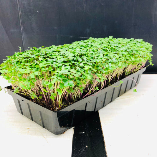 KALE - Punnet - GROWN TO ORDER !