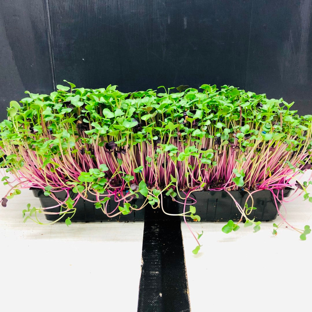 RADISH - Punnet - GROWN TO ORDER !
