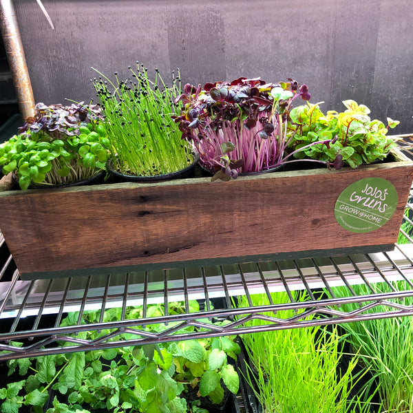 Rustic Wooden Window Box with 4 Herbs - Order NOW for CHRISTMAS